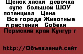 Щенок хаски, девочка супе, большой ШОУ потенциал › Цена ­ 50 000 - Все города Животные и растения » Собаки   . Пермский край,Кунгур г.